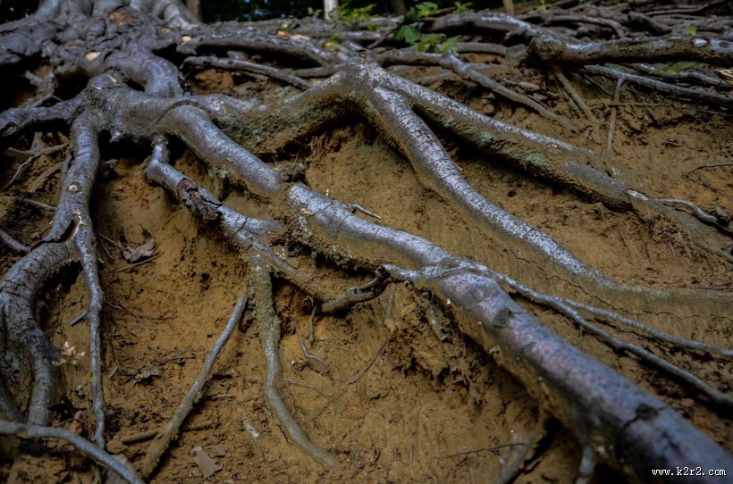 大树的根部图片