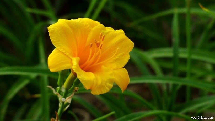 萱草花图片大全