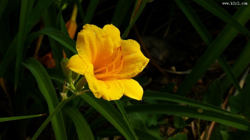 萱草花图片大全