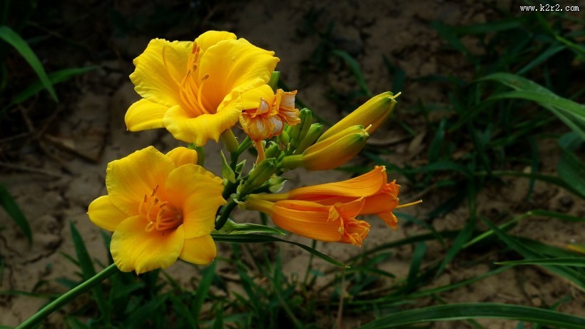 萱草花图片大全