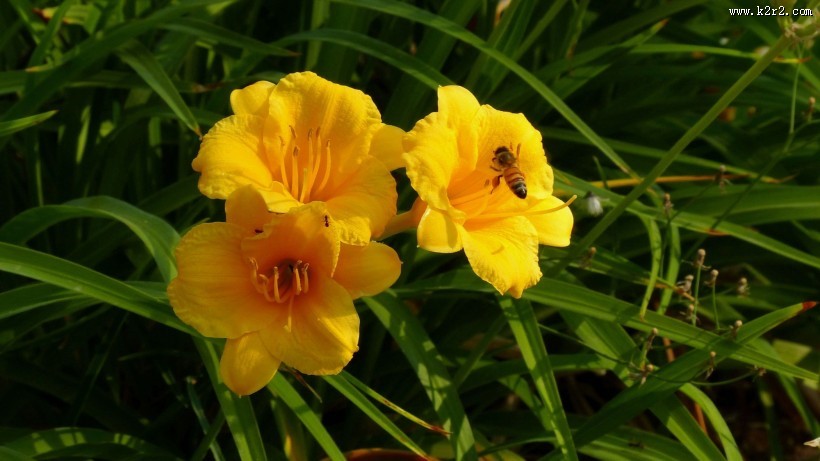 萱草花图片大全