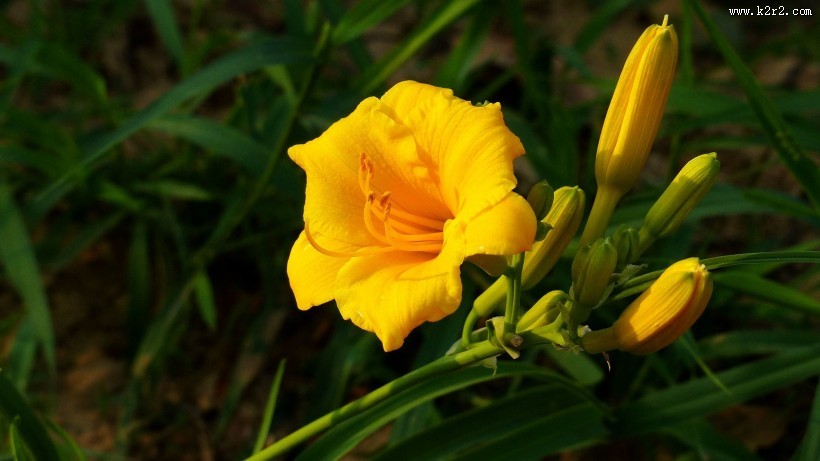 萱草花图片大全