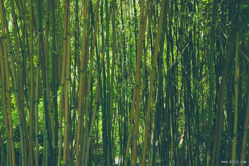 挺拔的竹子图片