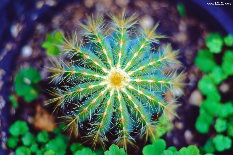 形态各异的仙人掌图片