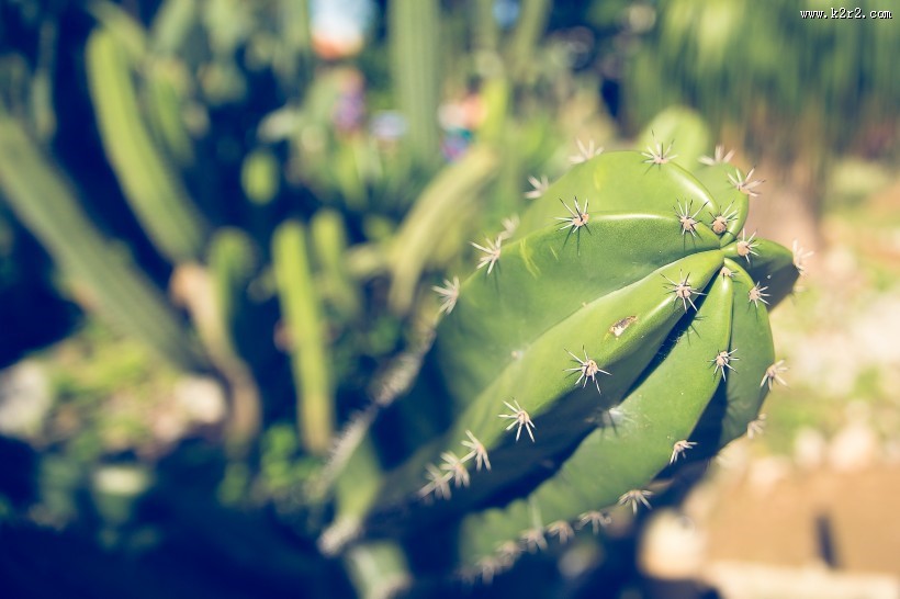 形态各异的仙人掌图片