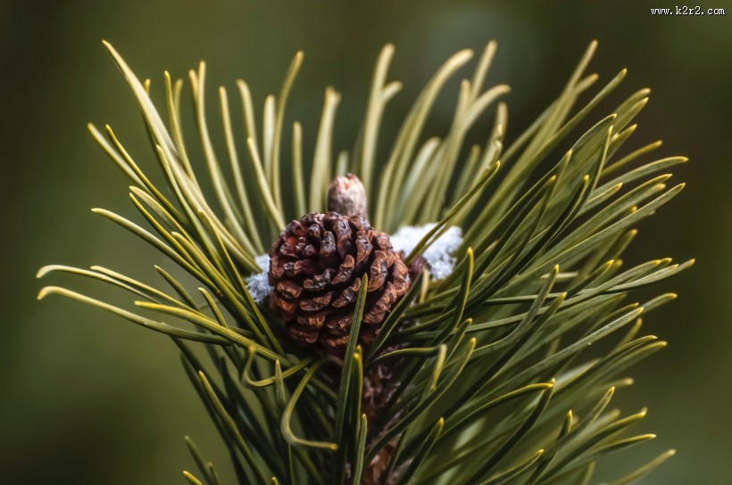 松树的种子松果图片