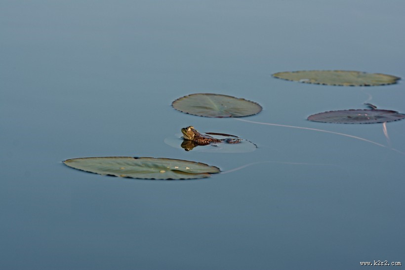 美丽的荷叶图片