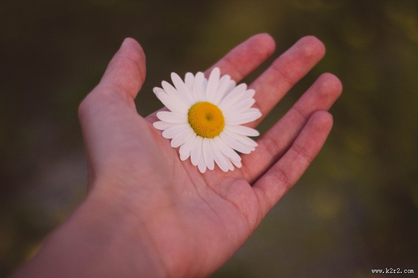 手中的鲜花图片大全