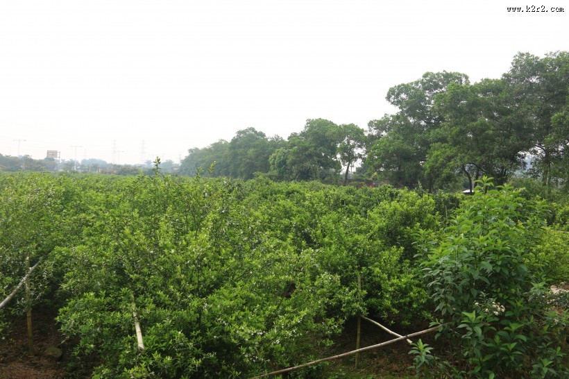 绿色的小清新柑橘树图片