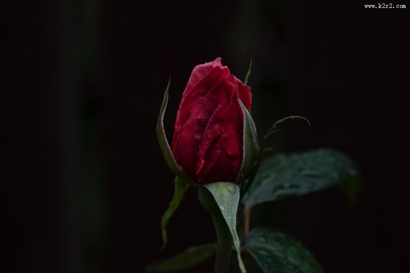 玫瑰花上的露珠图片