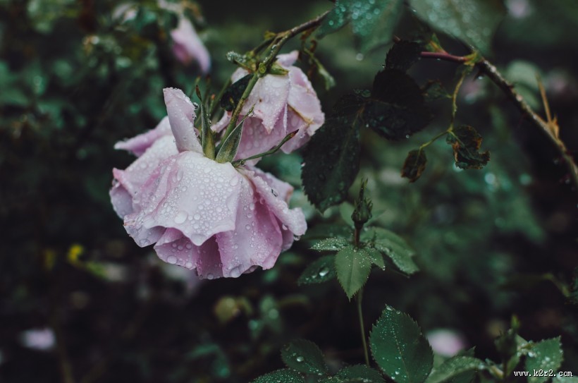 玫瑰花上的露珠图片