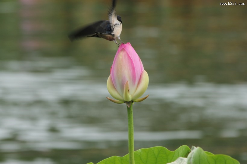 唯美夏日荷花图片