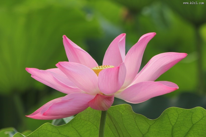 唯美夏日荷花图片