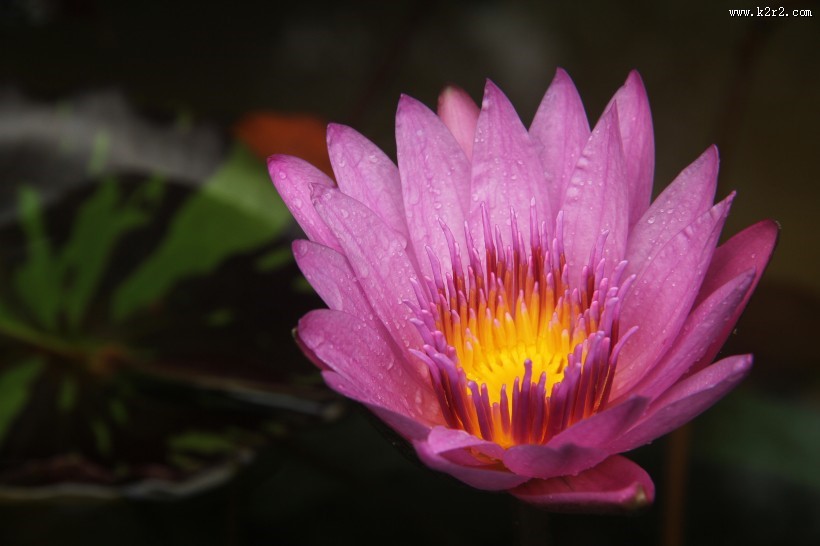 一朵清新脱俗的莲花图片