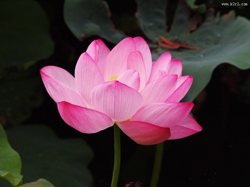 一朵清新脱俗的莲花图片