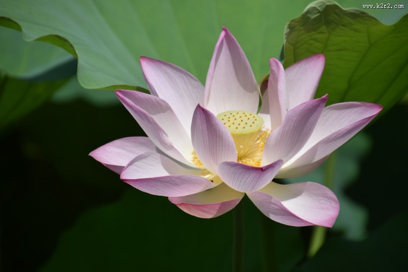 一朵清新脱俗的莲花图片