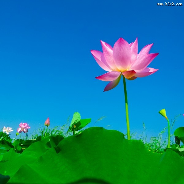 一朵清新脱俗的莲花图片