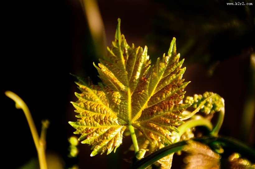 嫩绿色的葡萄叶子图片