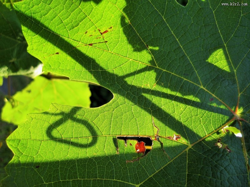 嫩绿色的葡萄叶子图片