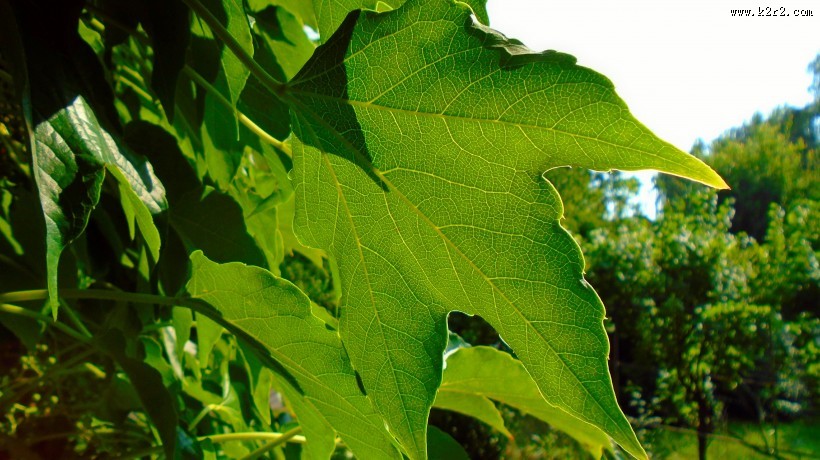 嫩绿色的葡萄叶子图片