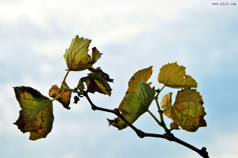 嫩绿色的葡萄叶子图片