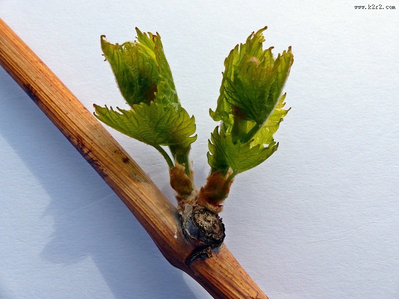 嫩绿色的葡萄叶子图片