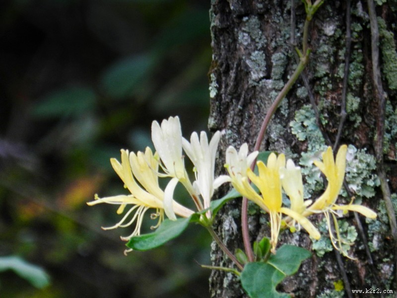 静静绽放的金银花图片