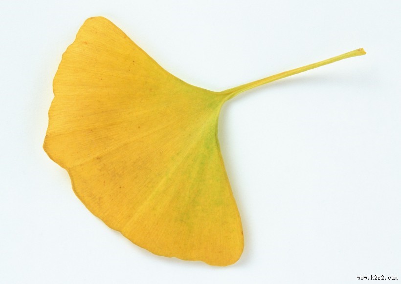 秋天金色的银杏叶图片