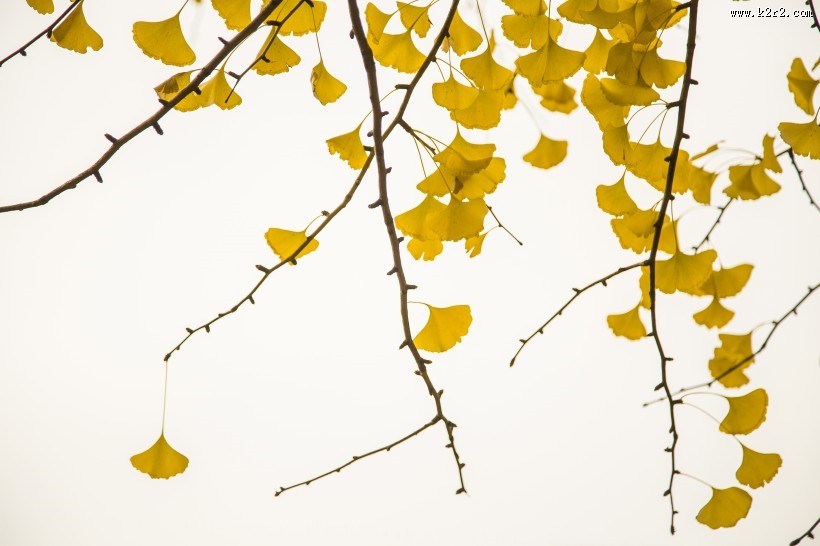 秋天金色的银杏叶图片