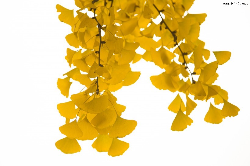 秋天金色的银杏叶图片