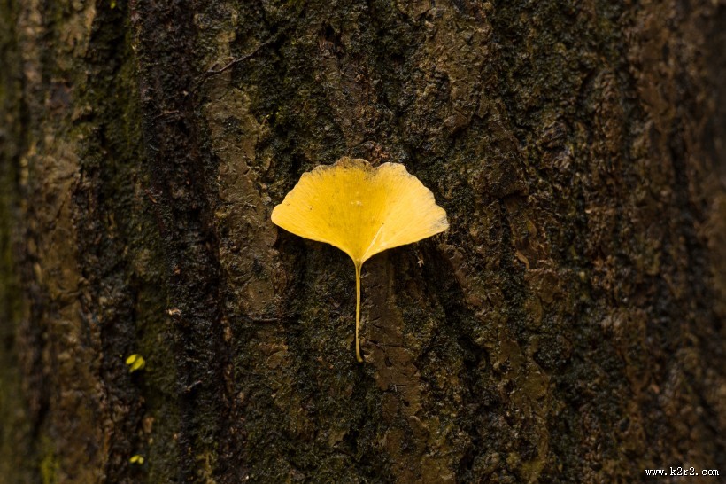 秋天金色的银杏叶图片