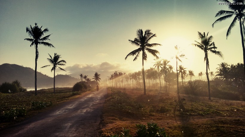 高大的椰树图片大全