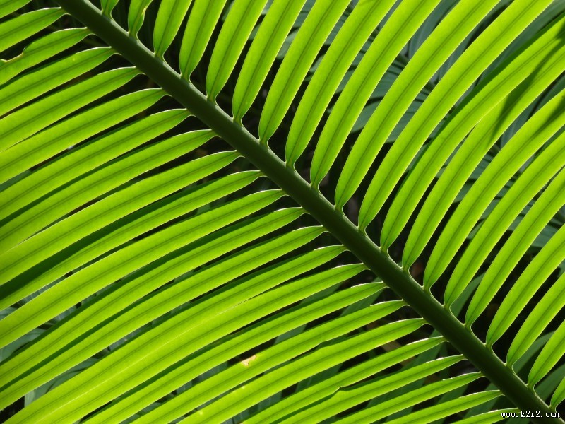 绿油油的棕榈叶图片