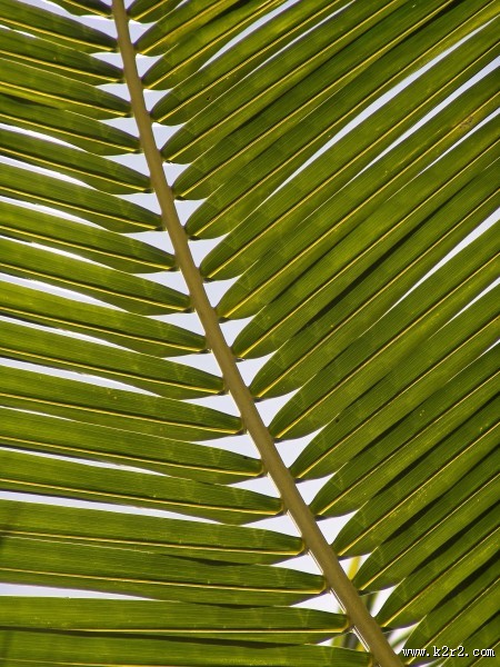 绿油油的棕榈叶图片