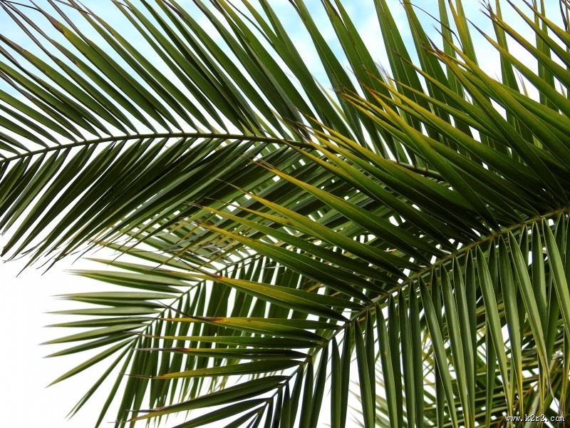 绿油油的棕榈叶图片