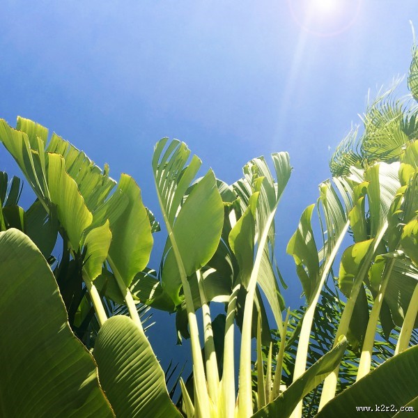绿油油的棕榈叶图片