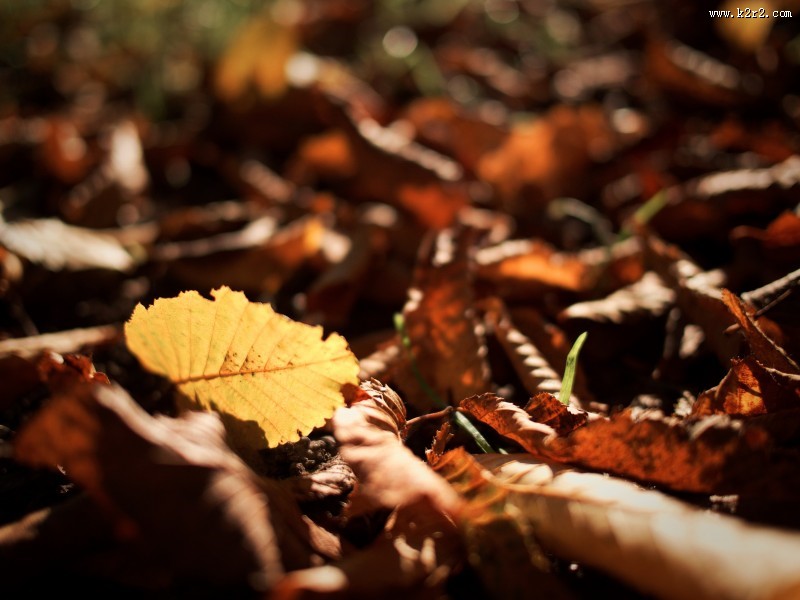 秋天的落叶图片大全