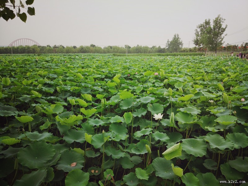 夏日清香荷花图片