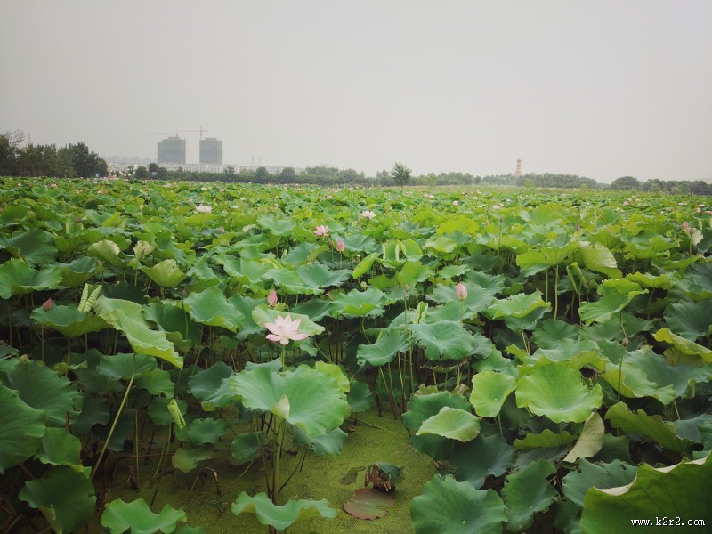 夏日清香荷花图片