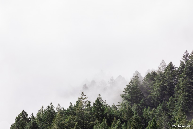 远处的松树林图片