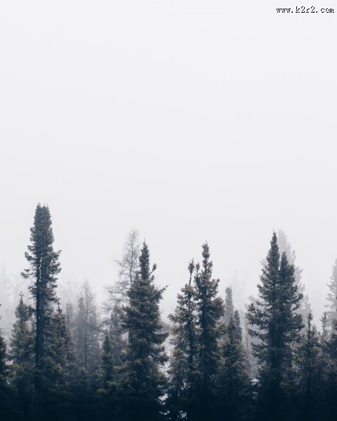 远处的松树林图片