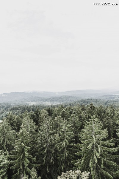 远处的松树林图片