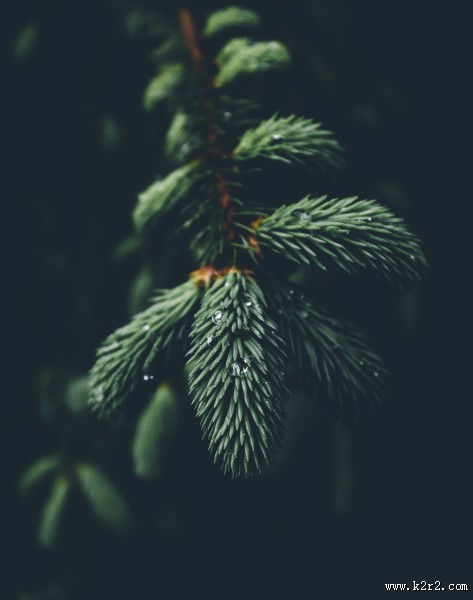 松树的枝头图片