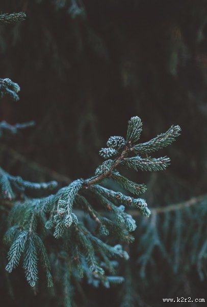 松树的枝头图片