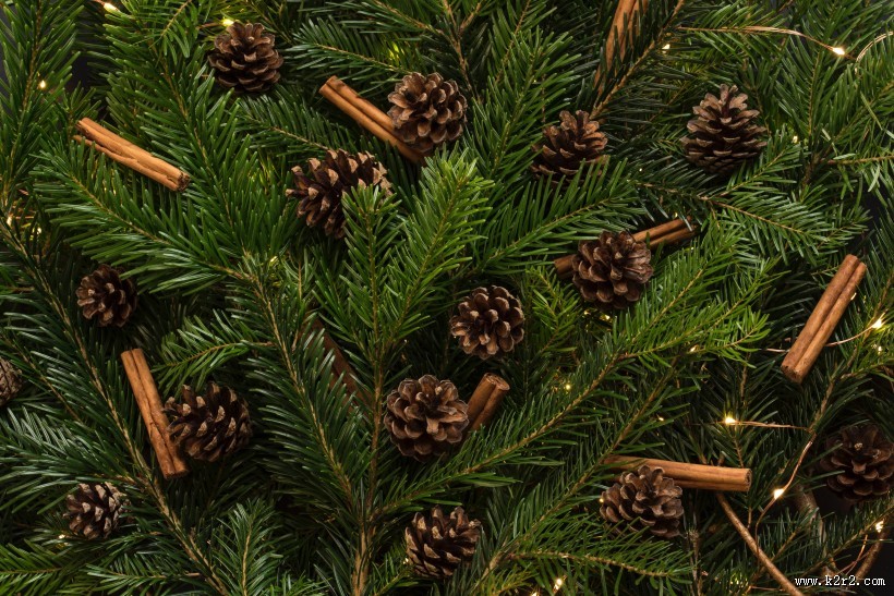 松树的枝头图片