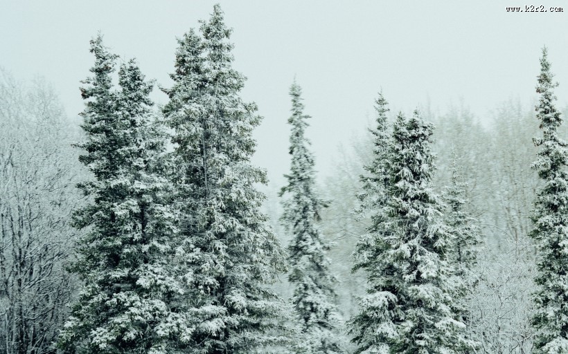 美丽的雪松图片