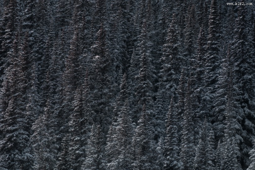 美丽的雪松图片