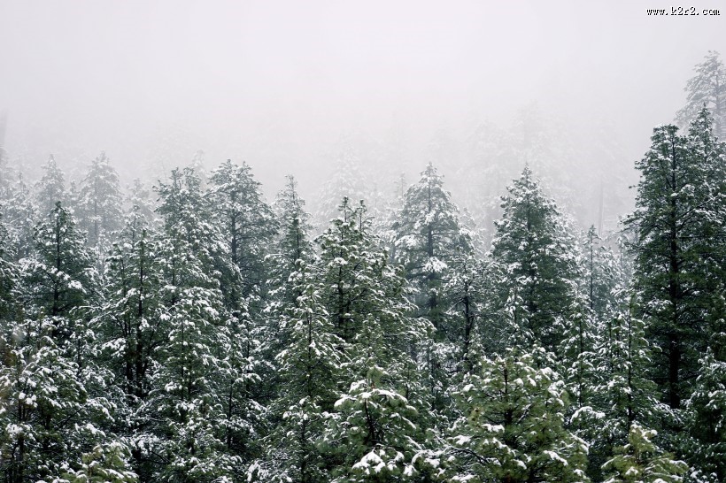 美丽的雪松图片