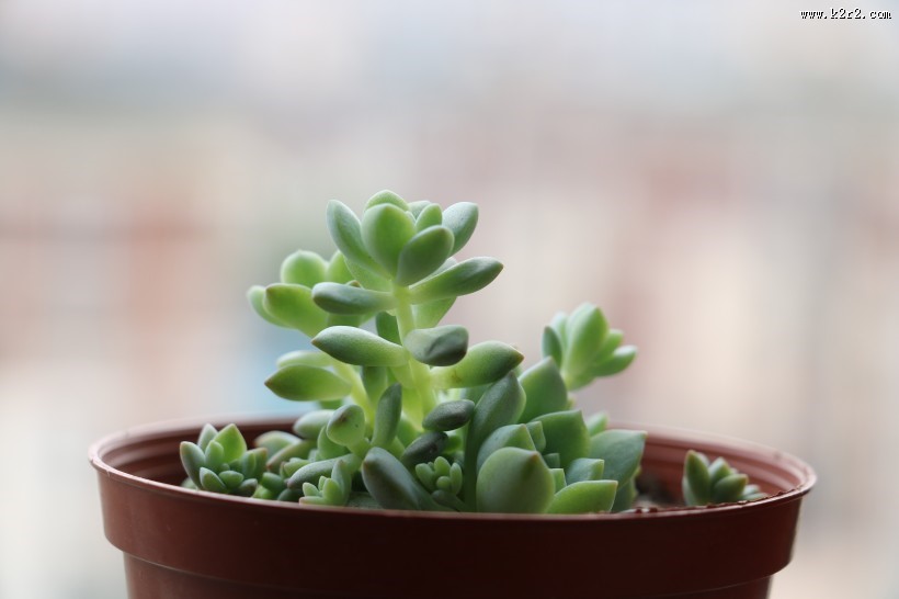 可爱萌萌哒多肉图片