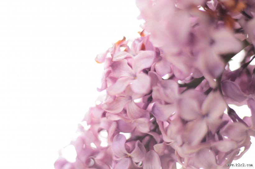 美丽的丁香花图片